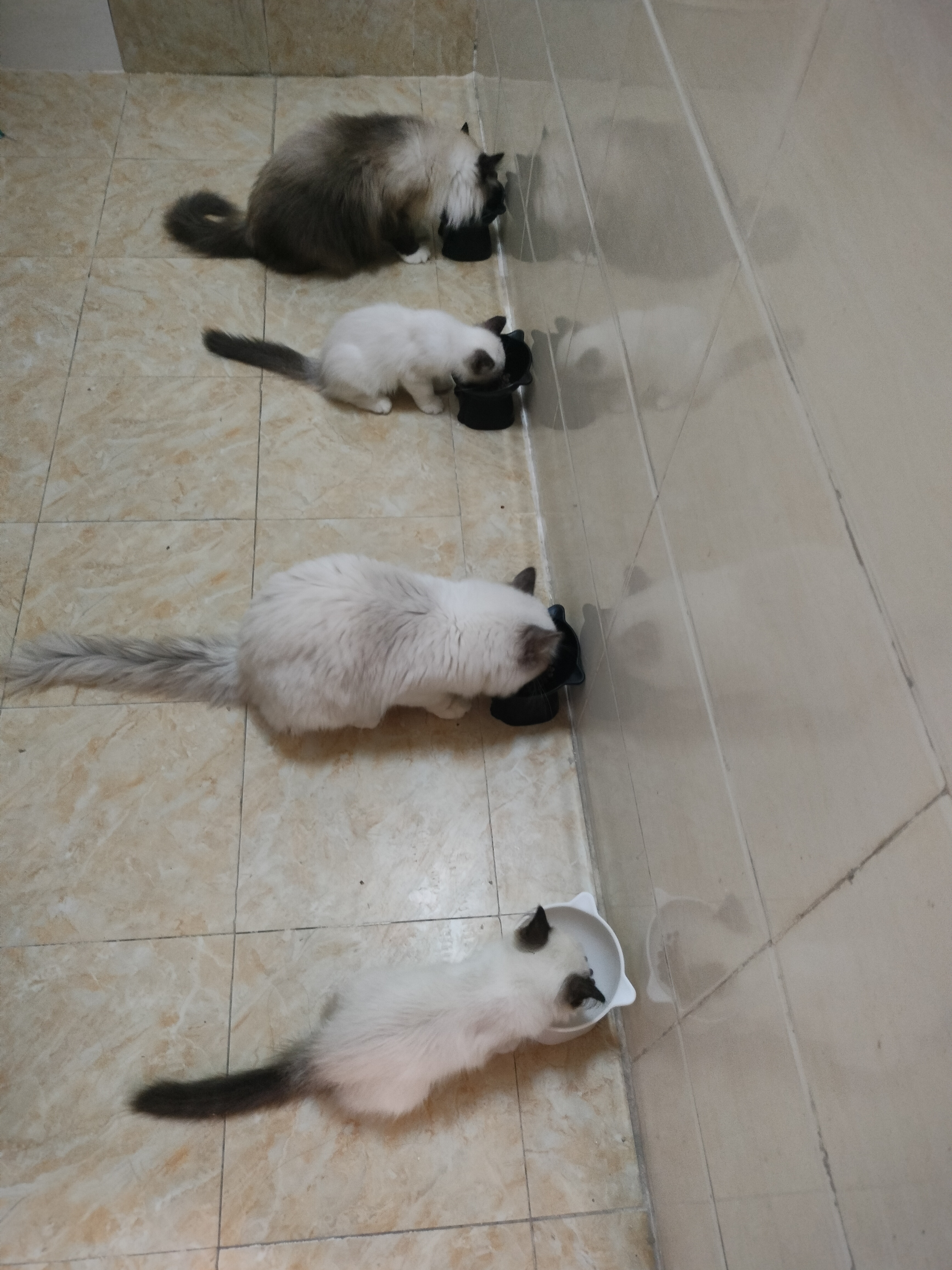 清一色布偶猫